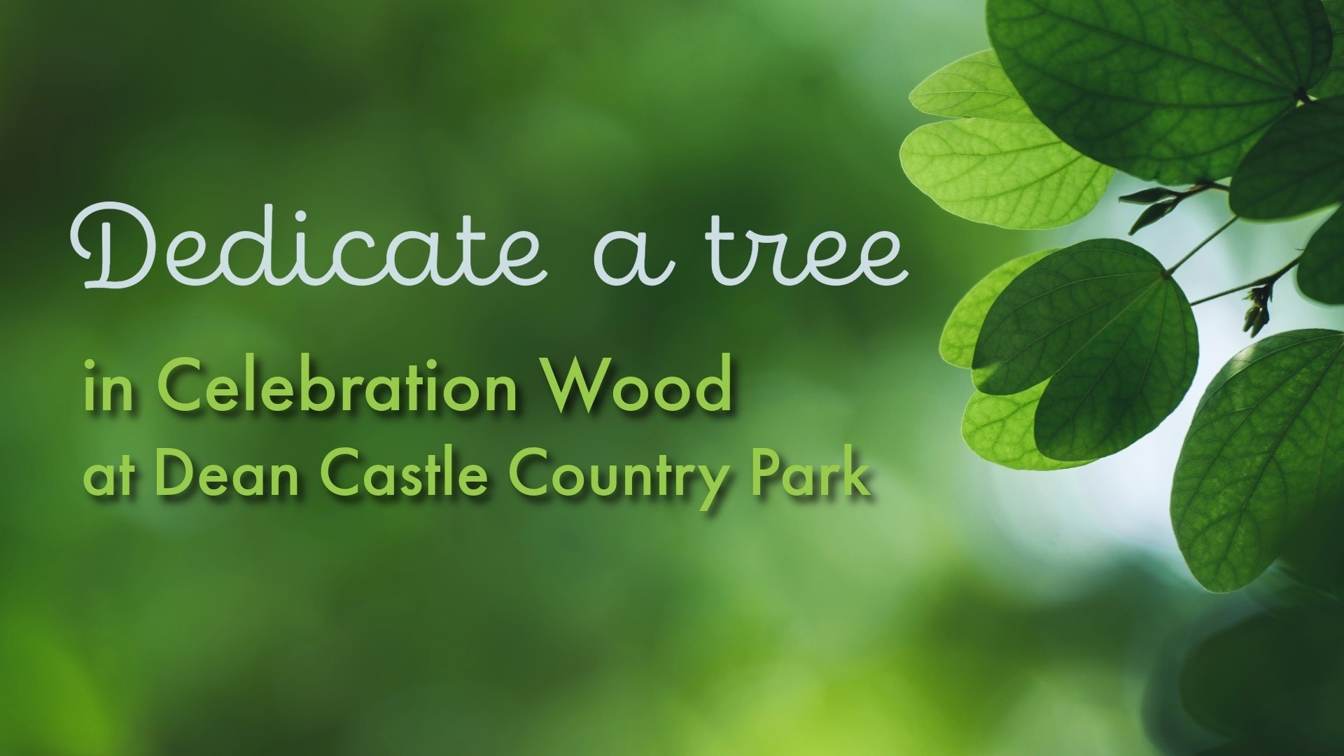 Celebration Wood News (1)