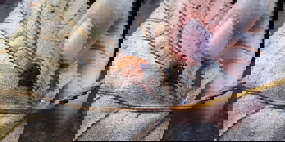 60Ad7350 D587 4201 B4dd 24E50f888af3
