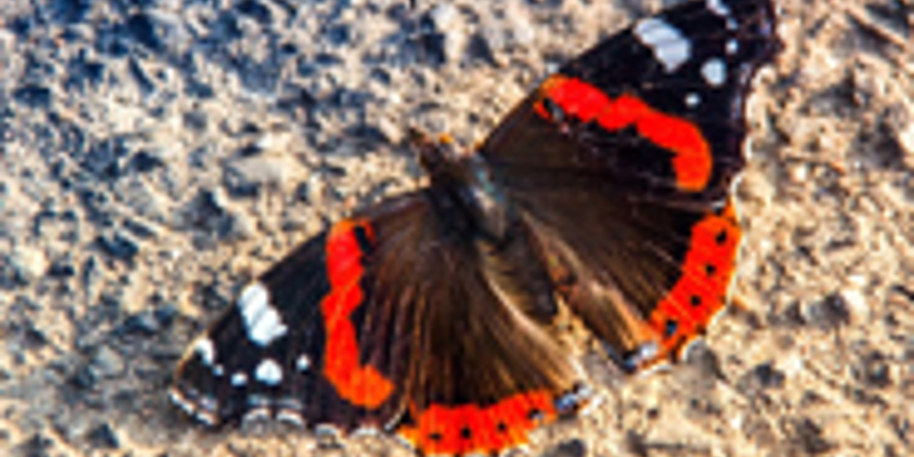 Butterfly Red Admiral